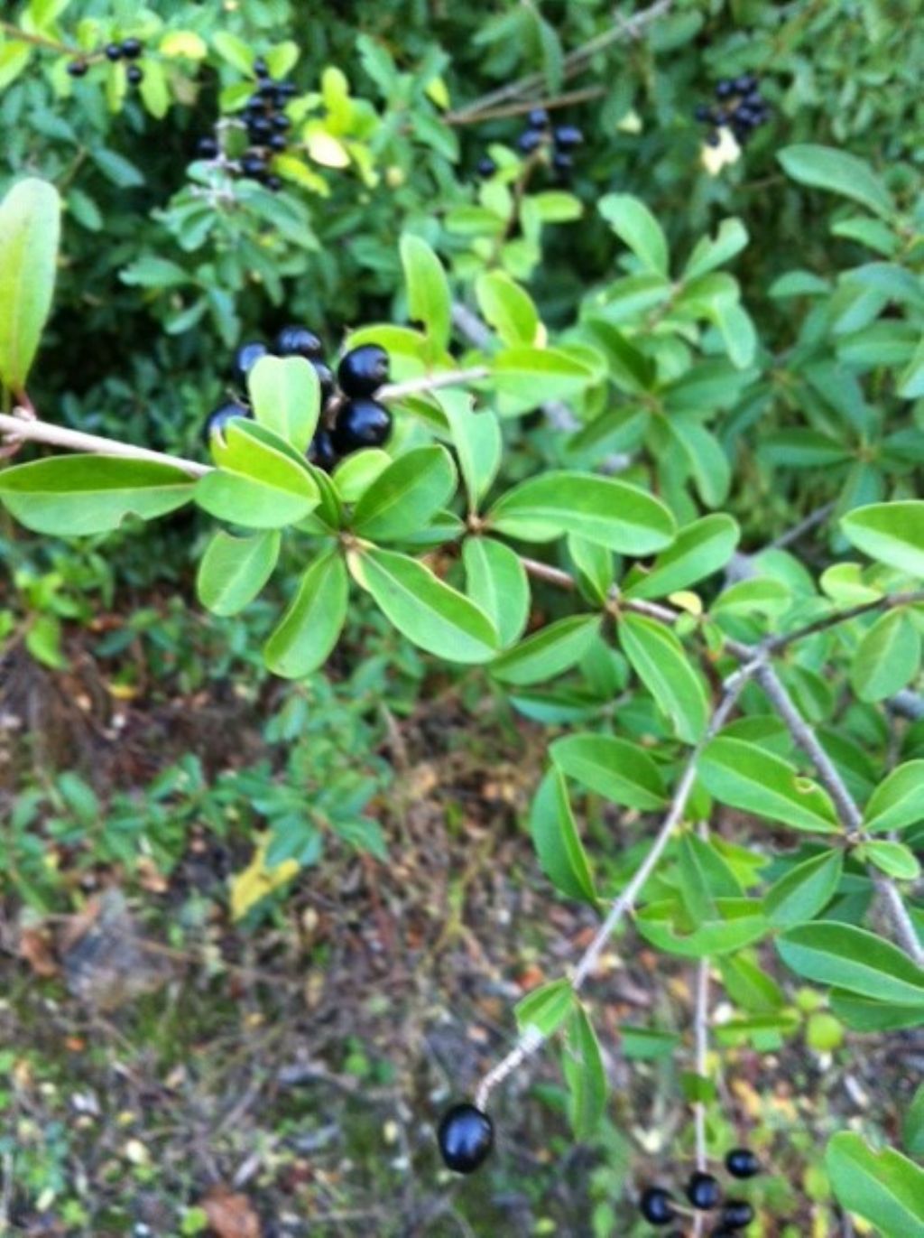 Arbusto da identificare: Ligustrum vulgare